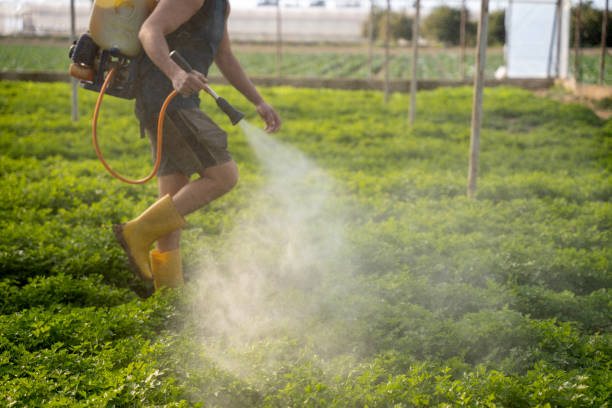Reliable Cheverly, MD Pest Control Solutions